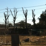 Naked trees of Noda